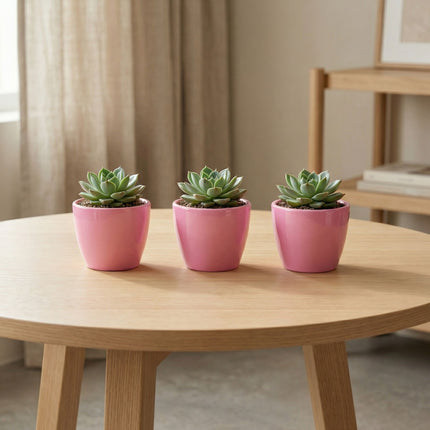 Pretty in Pink - Mini plantenpotje - Pot Boule Roze - Ø 6 cm ↑ 6 cm