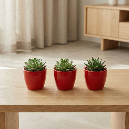 Love in Red - Mini plantenpotje - Pot Boule Rood - Ø 6 cm ↑ 6 cm