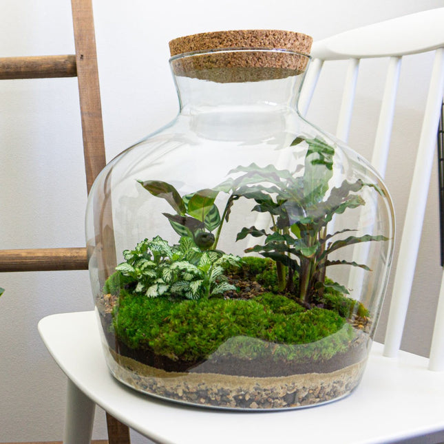 Groot DIY glazen terrarium met planten in fles met kurk.