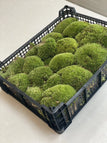 Volle tray (2 lagen)