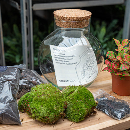 Planten terrarium - Noah - DIY kit - ↑ 20 cm