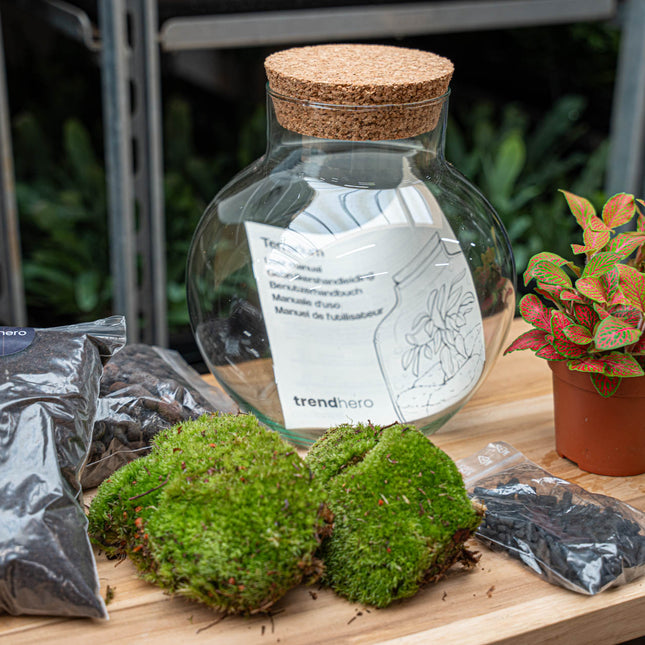 Planten terrarium - Noah - DIY kit - ↑ 20 cm