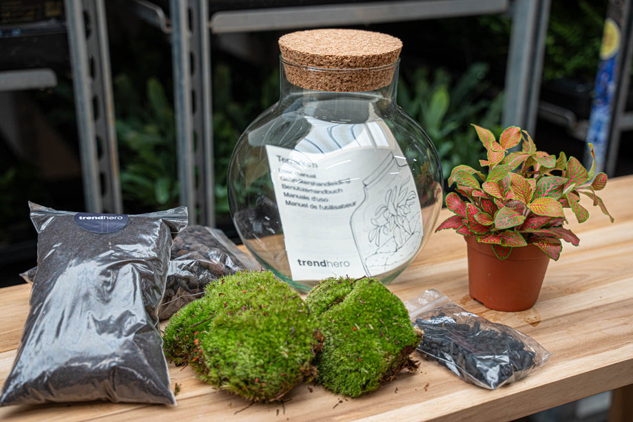 Planten terrarium - Noah - DIY kit - ↑ 20 cm