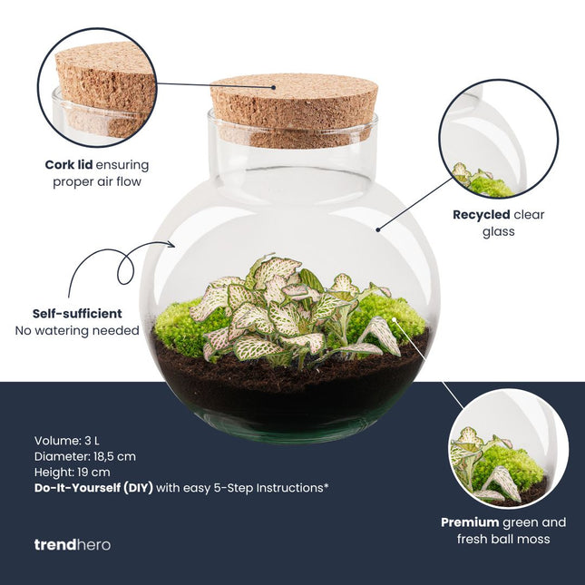 Noah - DIY Planten terrarium - Ecosysteem plant - Ø 18,5 cm ↑ 19 cm