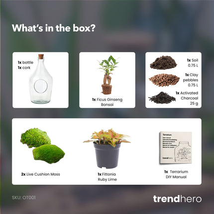 Open terrarium John - Bonsai & Ruby Lime  ↑ 30 cm