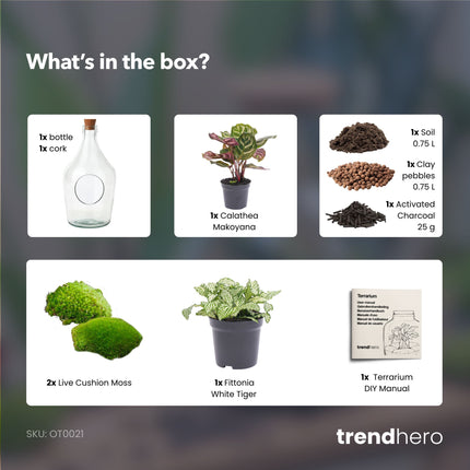 Open terrarium Joss - Calathea Makoyana & Fittonia white Tiger - ↑ 30 cm