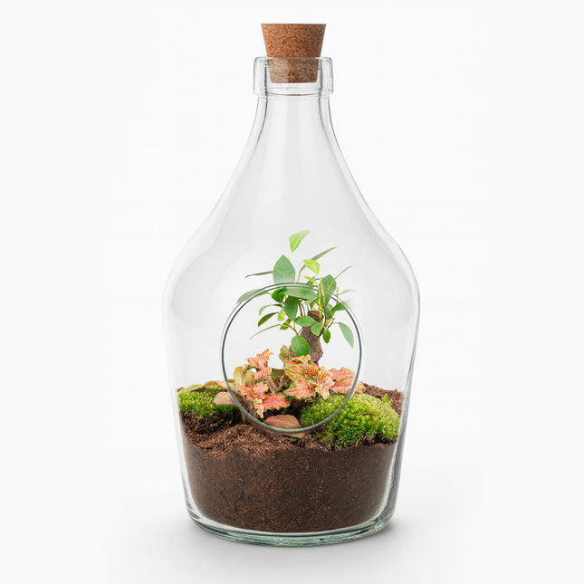 Open terrarium John - Bonsai & Ruby Lime  ↑ 30 cm