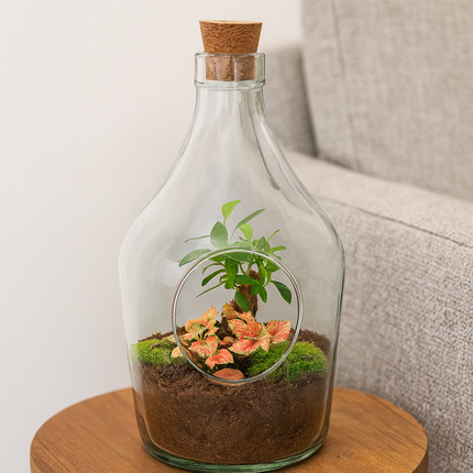 Open terrarium John - Bonsai & Ruby Lime  ↑ 30 cm