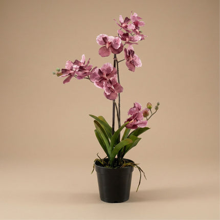 Orchidee Vanda Oudroze - Kunstplant in zwarte pot - 60 cm