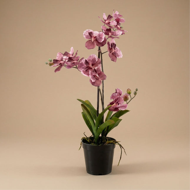 Orchidee Vanda Oudroze - Kunstplant in zwarte pot - 60 cm