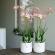 Renanthera orchidee roze 2 stuks - Bundelproduct - Kunstplanten
