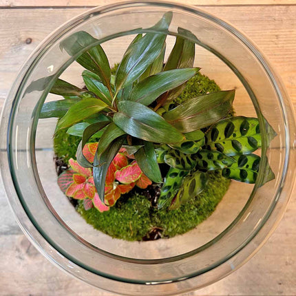 Planten terrarium - Milky Palm - Ecosysteem plant - ↑ 30 cm