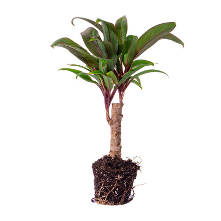 Mini-palm - Cordyline fruticosa 'Purple Compacta' - Terrarium plant