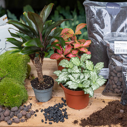 Palm - Terrarium Start- & navulpakket - 3 terrarium planten - DIY