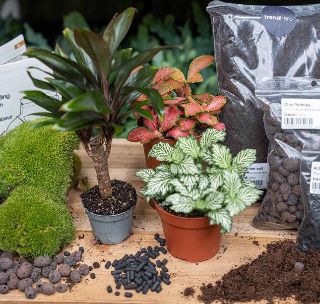 Palm - Terrarium Start- & navulpakket - 3 terrarium planten - DIY