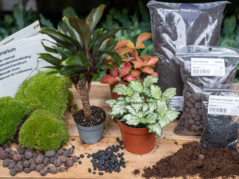 Palm - Terrarium Start- & navulpakket - 3 terrarium planten - DIY
