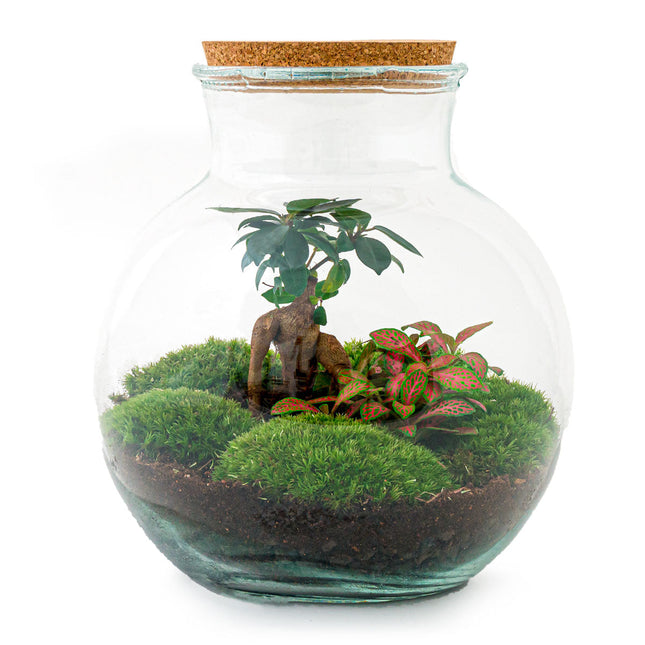 Planten terrarium - Teddy bonsai - Ecosysteem plant - ↑ 26,5 cm