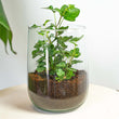 Vaas Martin met plant - DIY kit - ↑ 17 cm