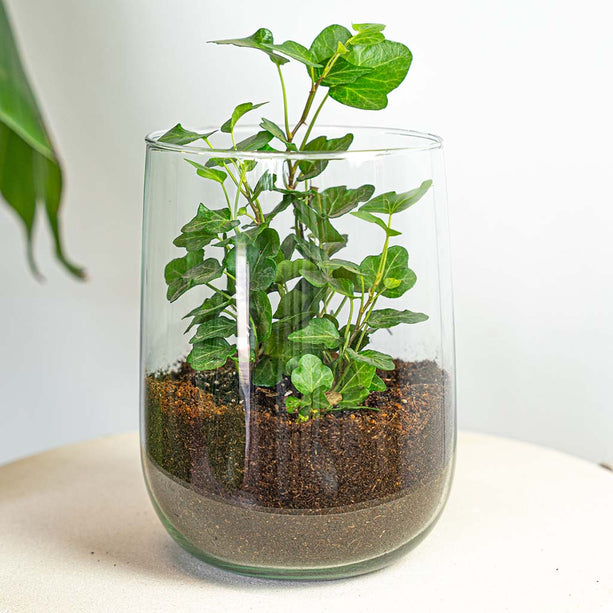 Vaas Martin met plant - DIY kit - ↑ 17 cm