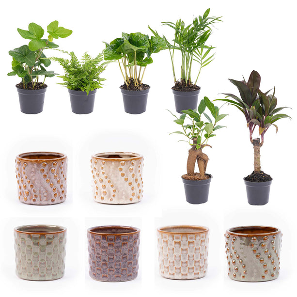 Mini-planten set 6 - Inslusief pot set Mardrid