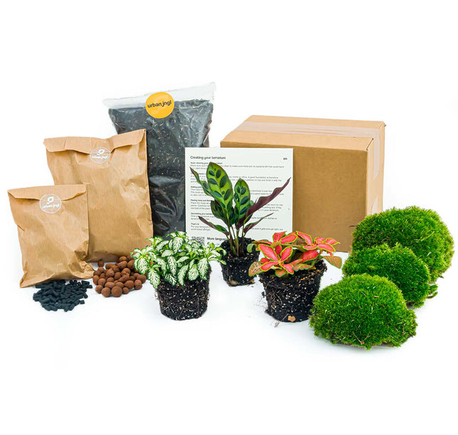 Calathea Lancifolia - Terrarium Start- & navulpakket - 3 terrarium planten - DIY