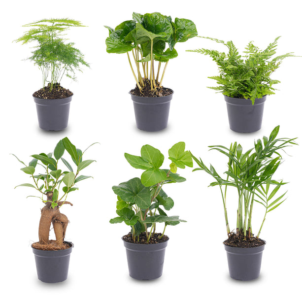 Planten set - 6 groene planten - Baby en terrarium planten