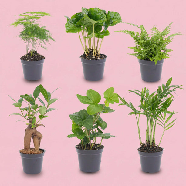Planten set - 6 groene planten - Baby en terrarium planten