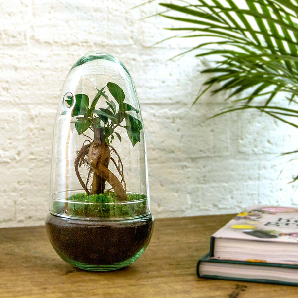 Planten terrarium - Egg - Ecosysteem in 'ei stolp' - ↑ 25 cm