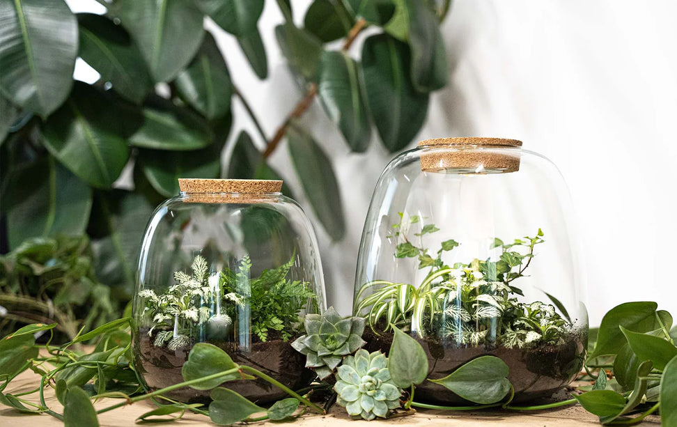 Planten terrarium - Emma - DIY kit - ↑ 25 cm - Ø 23 cm