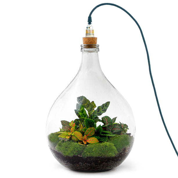 Planten terrarium Groot - Urban Jungle M - Do-It-Yourself (DIY) - ↑ 40 cm