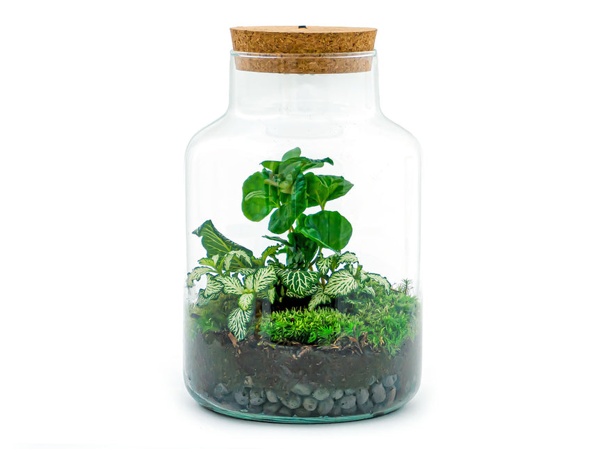 Planten terrarium - Little Milky + led lamp in kurk - ↑ 25 cm