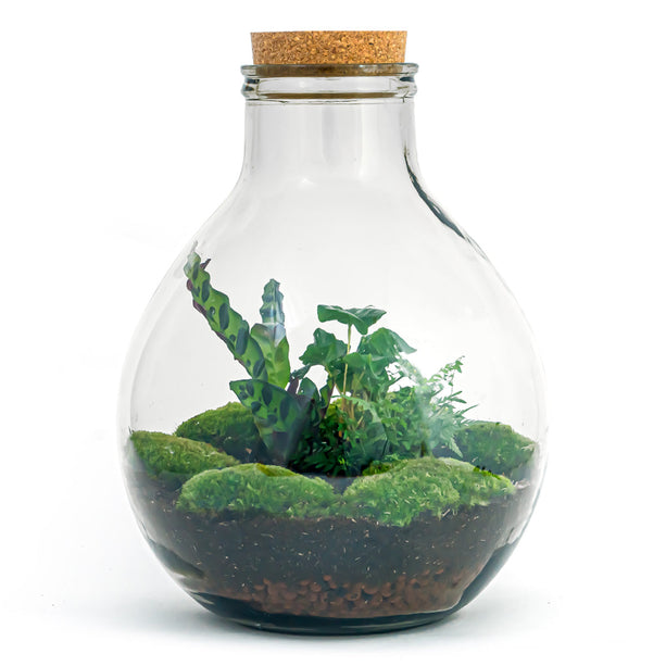 Planten terrarium - Big Paul Jungle - Mini-ecosysteem - ↑ 39 - 46 cm