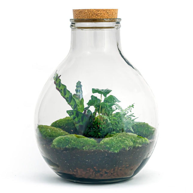 Planten terrarium - Big Paul Jungle - Mini-ecosysteem - ↑ 42 - 52 cm