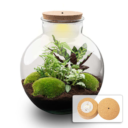 Planten terrarium - Bolder Bob - Ecosysteem plant - ↑ 30 cm