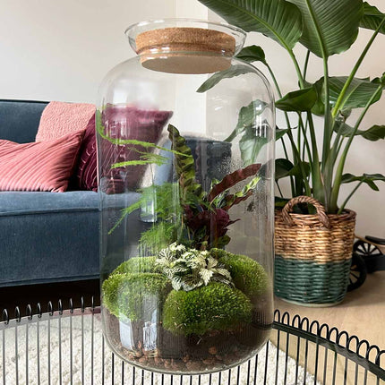 Planten terrarium - DIY - Sven XL Botanisch - Met verlichting in kurk - Ecosysteem plant - ↑ 43 cm