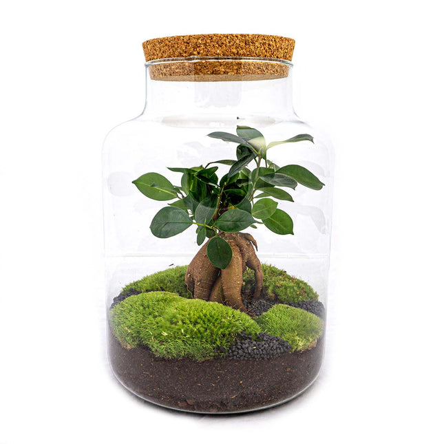 Ecosysteem plant - Milky met bonsai - Planten terrarium - ↑ 30 cm