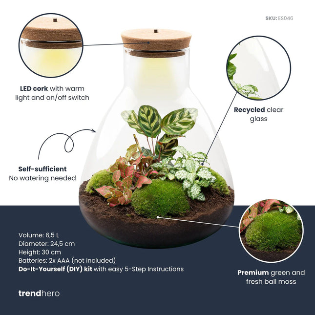 Sam Calathea - DIY Planten terrarium - Ecosysteem plant - Ø 24,5 cm ↑ 30 cm