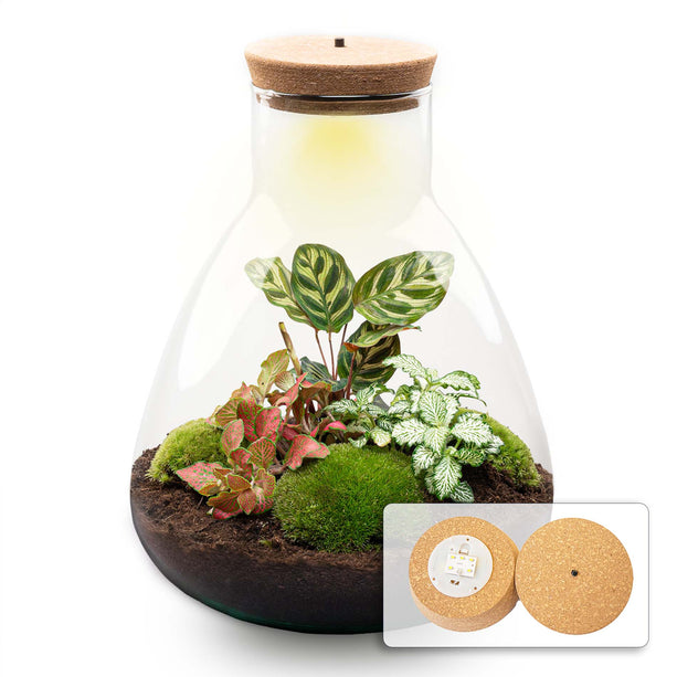 Planten terrarium - Sam Calathea met lamp - Ecosysteem plant - ↑ 30 cm