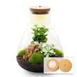 Planten terrarium - Sam Coffea met lamp - Ecosysteem plant - ↑ 30 cm