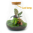 Planten terrarium - Sam Calathea met lamp - Ecosysteem plant - ↑ 30 cm