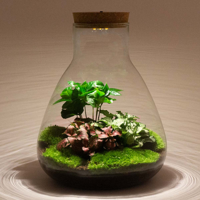 Sam Coffea - DIY Planten terrarium - Ecosysteem plant - Ø 24,5 cm ↑ 30 cm