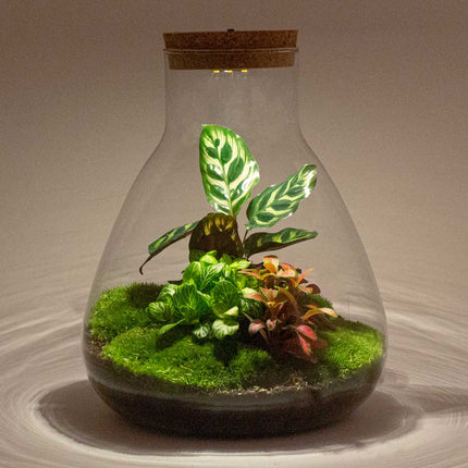 Planten terrarium - Sam Calathea met lamp - Ecosysteem plant - ↑ 30 cm