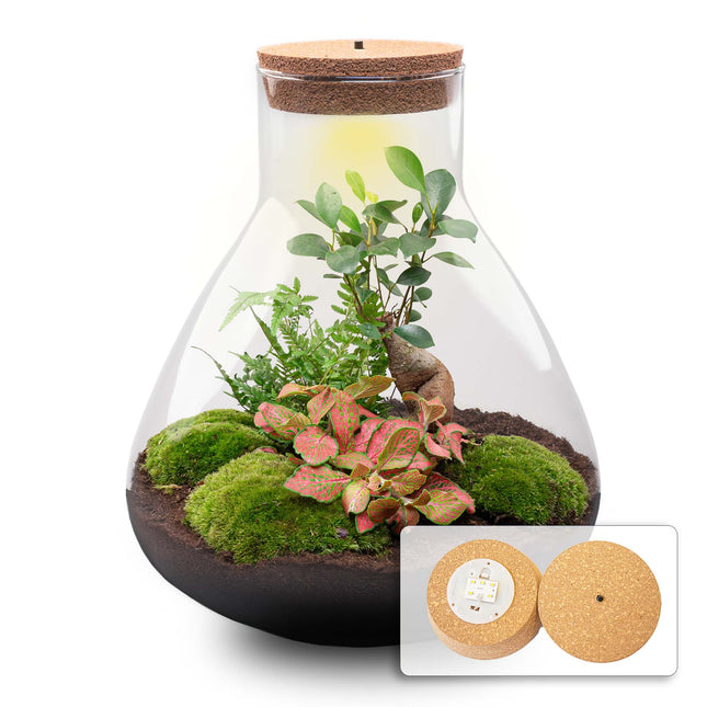 Sam XL Bonsai - DIY Planten terrarium - Ecosysteem plant - Ø 30 cm ↑ 32 cm