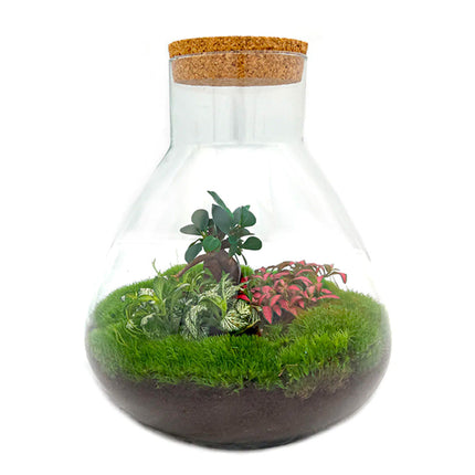 Planten terrarium - DIY - Sam XL Bonsai - Ecosysteem plant - ↑ 35 cm