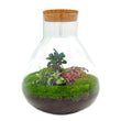 Planten terrarium - DIY - Sam XL Bonsai - Ecosysteem plant - ↑ 35 cm