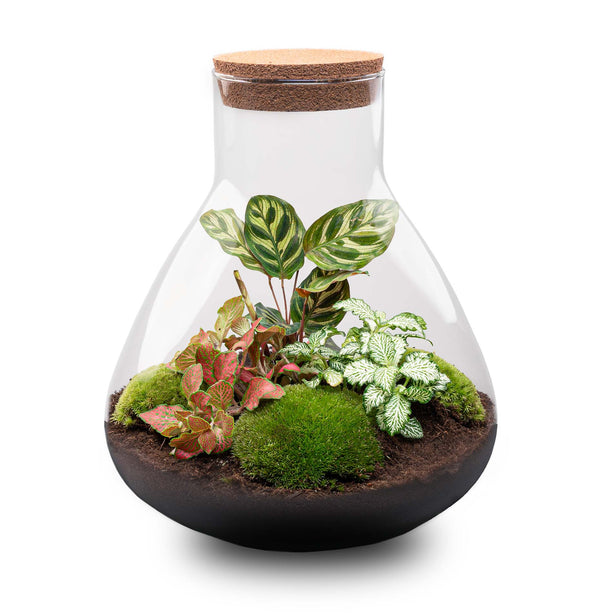 Planten terrarium - DIY - Sam XL Red - Ecosysteem plant - ↑ 35 cm