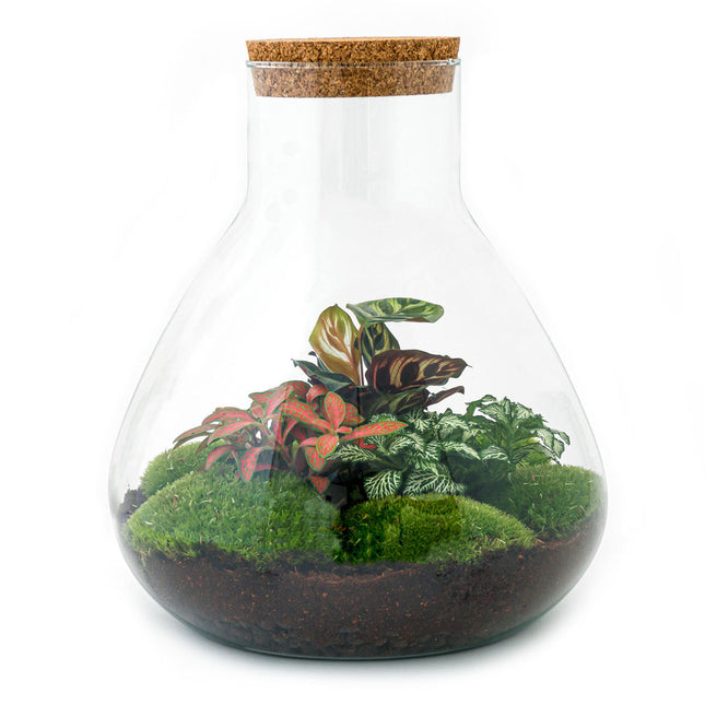 Planten terrarium - DIY - Sam XL Red - Ecosysteem plant - ↑ 35 cm