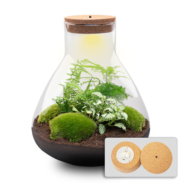 Planten terrarium - Sam XL - Ecosysteem plant - ↑ 35 cm