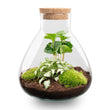 Planten terrarium - Sammie Coffea - Ecosysteem plant - ↑ 27 cm