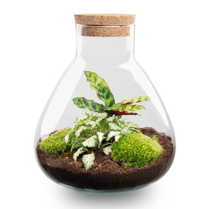 Planten terrarium - Sammie Coffea - Ecosysteem plant - ↑ 27 cm